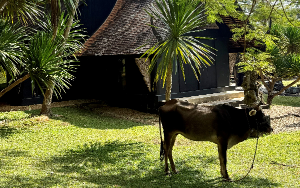 Paysage typique de Chiang Rai
