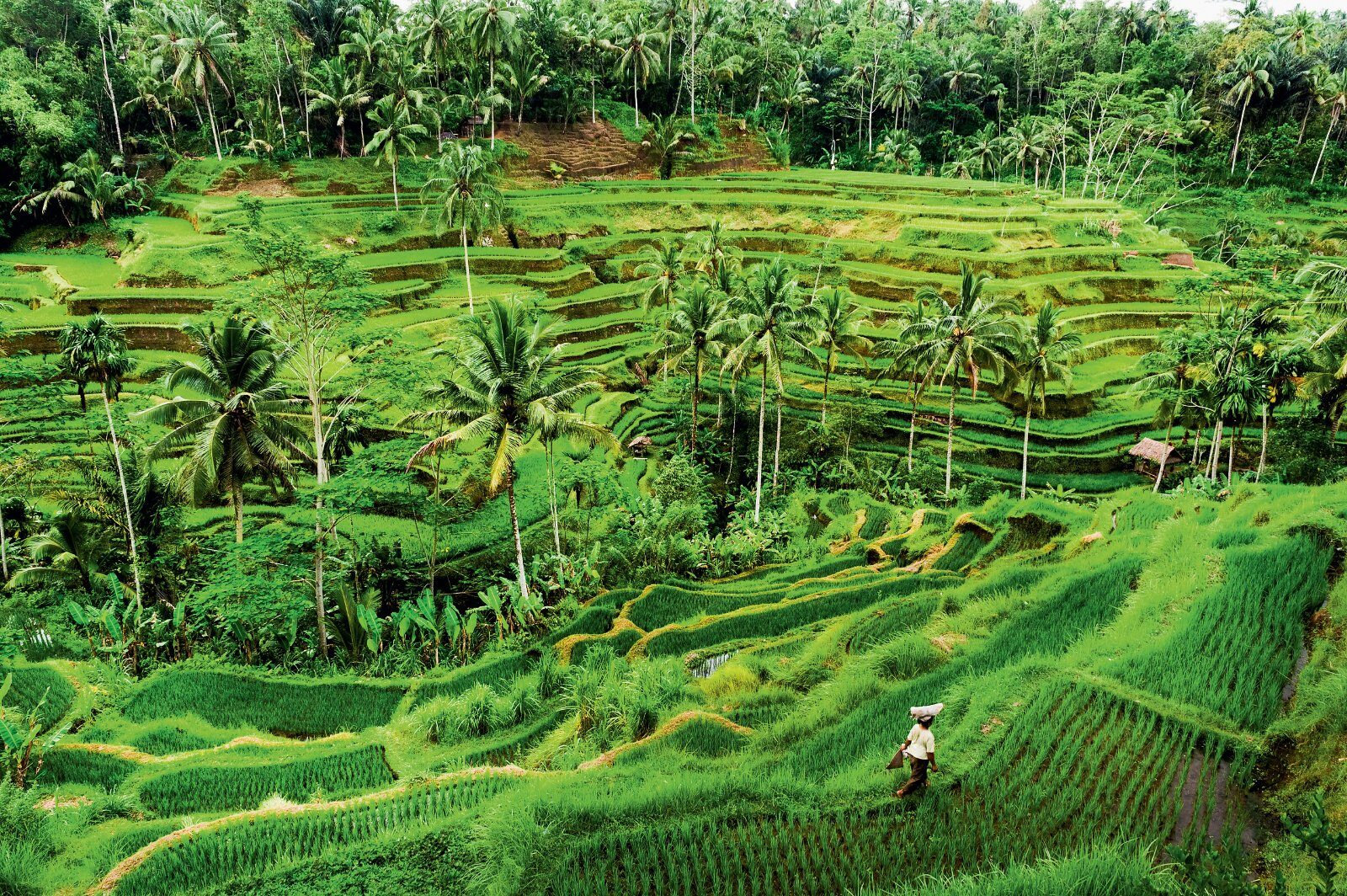 Rizières en terrasses dans le centre de Bali
