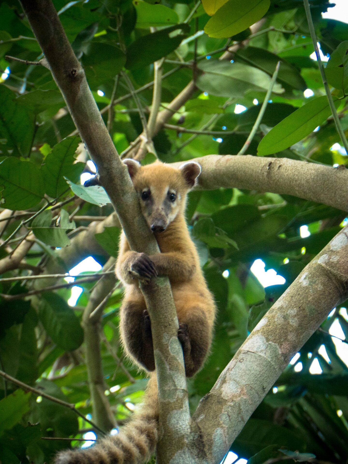 Coati sur une branche près des chutes d
