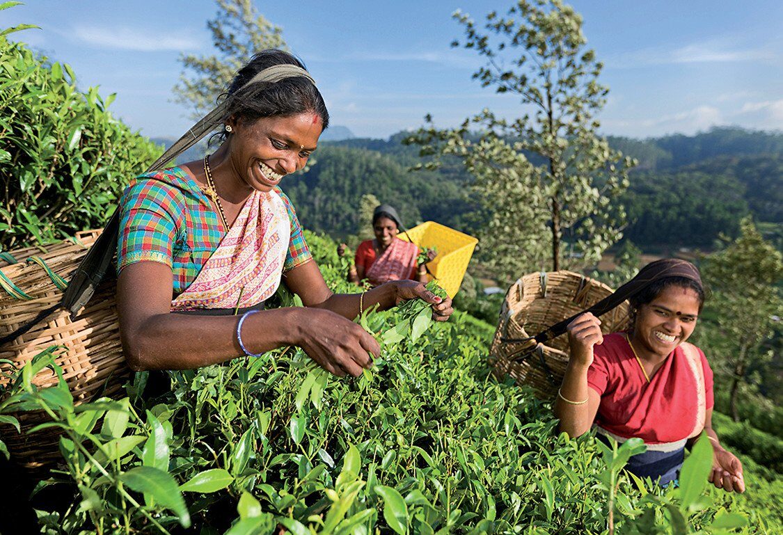 Cueilleuse de thé dans une plantation du Sri Lanka