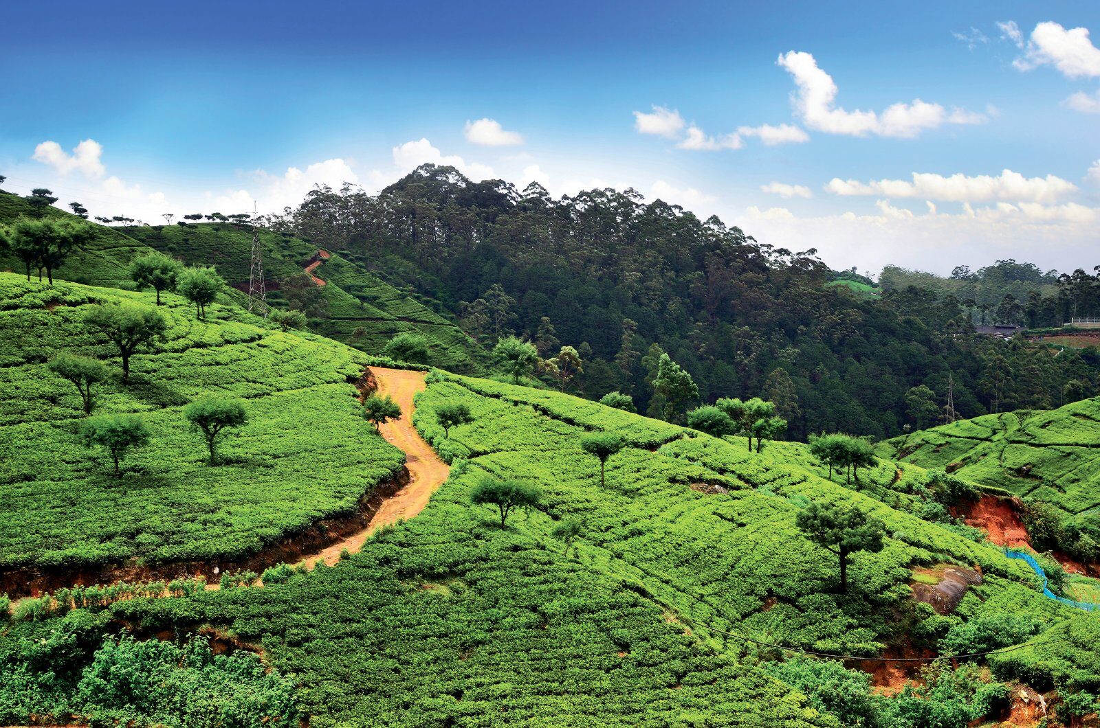 Plantations de thé vues d