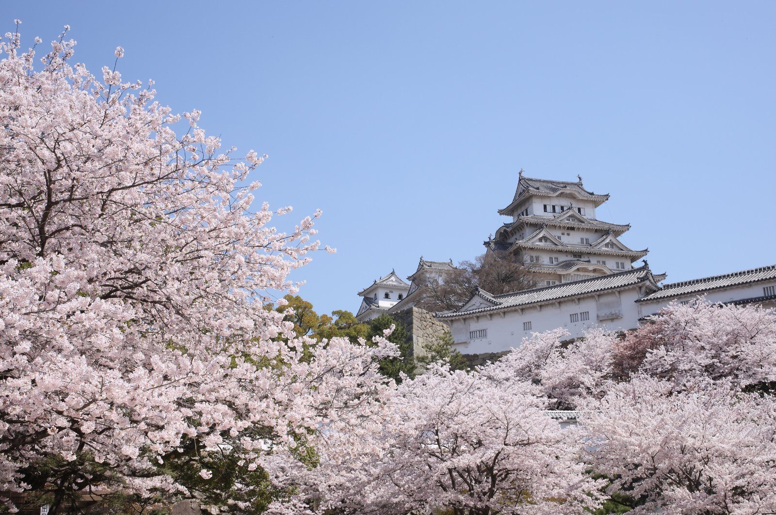 Château japonais au milieu des cerisiers en fleurs