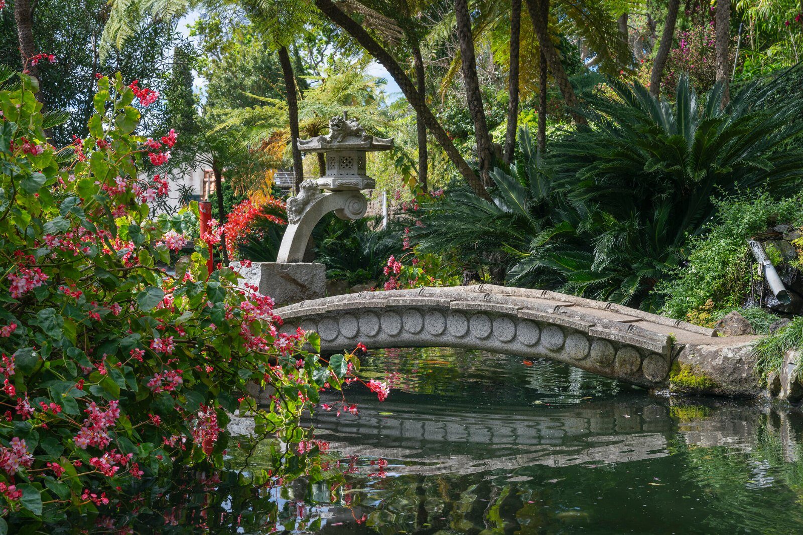 Jardin tropical luxuriant à Madère