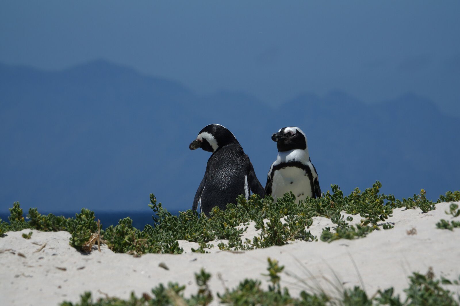 Manchots du Cap sur une plage d