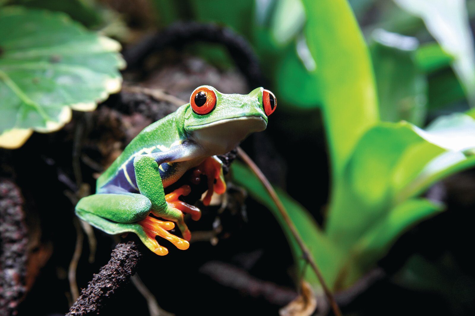 Rainette aux yeux rouges sur une feuille