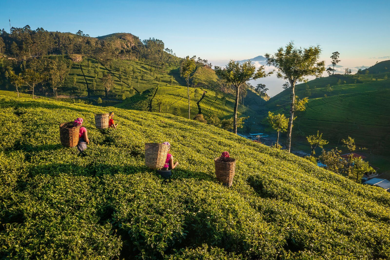 Plantations de thé sur les collines du Sri Lanka