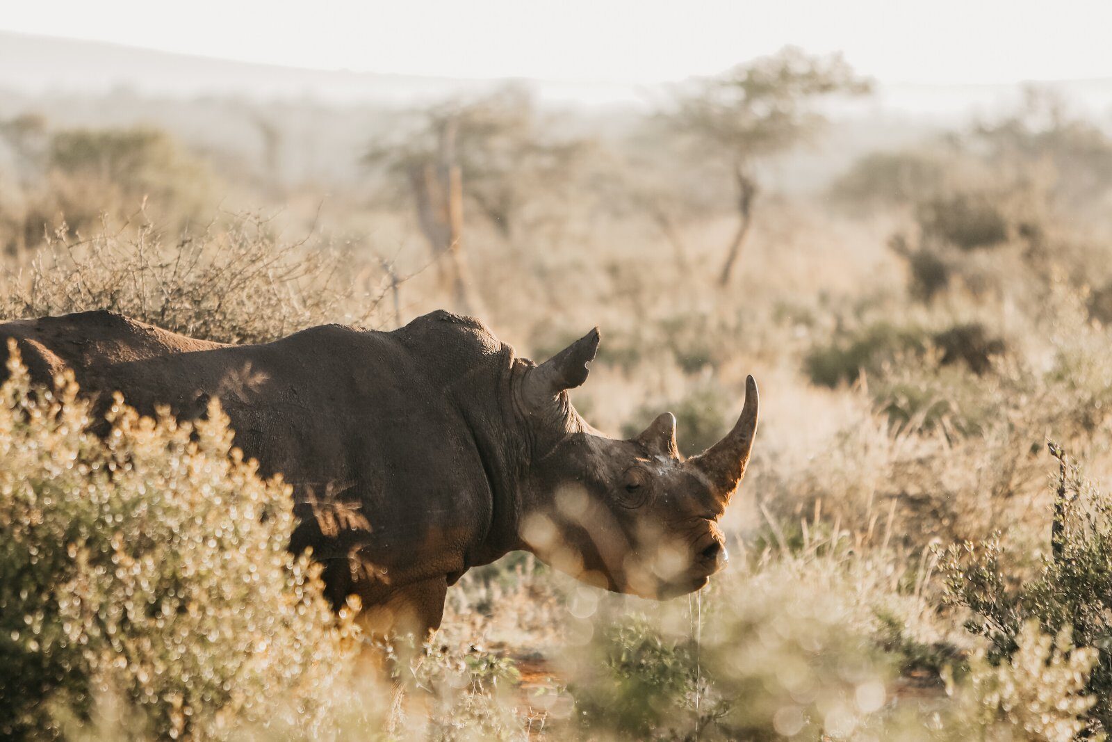 Rhinocéros dans la savane du Kenya