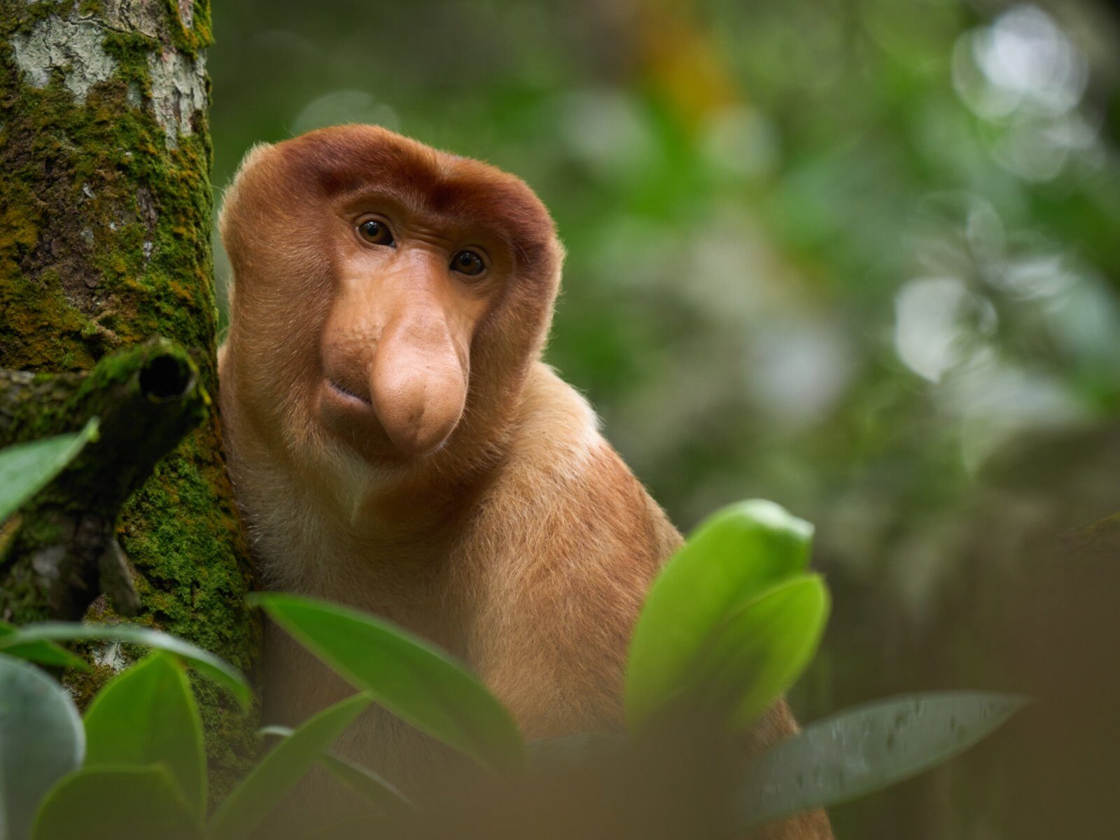 Nasique, le singe emblématique de Bornéo