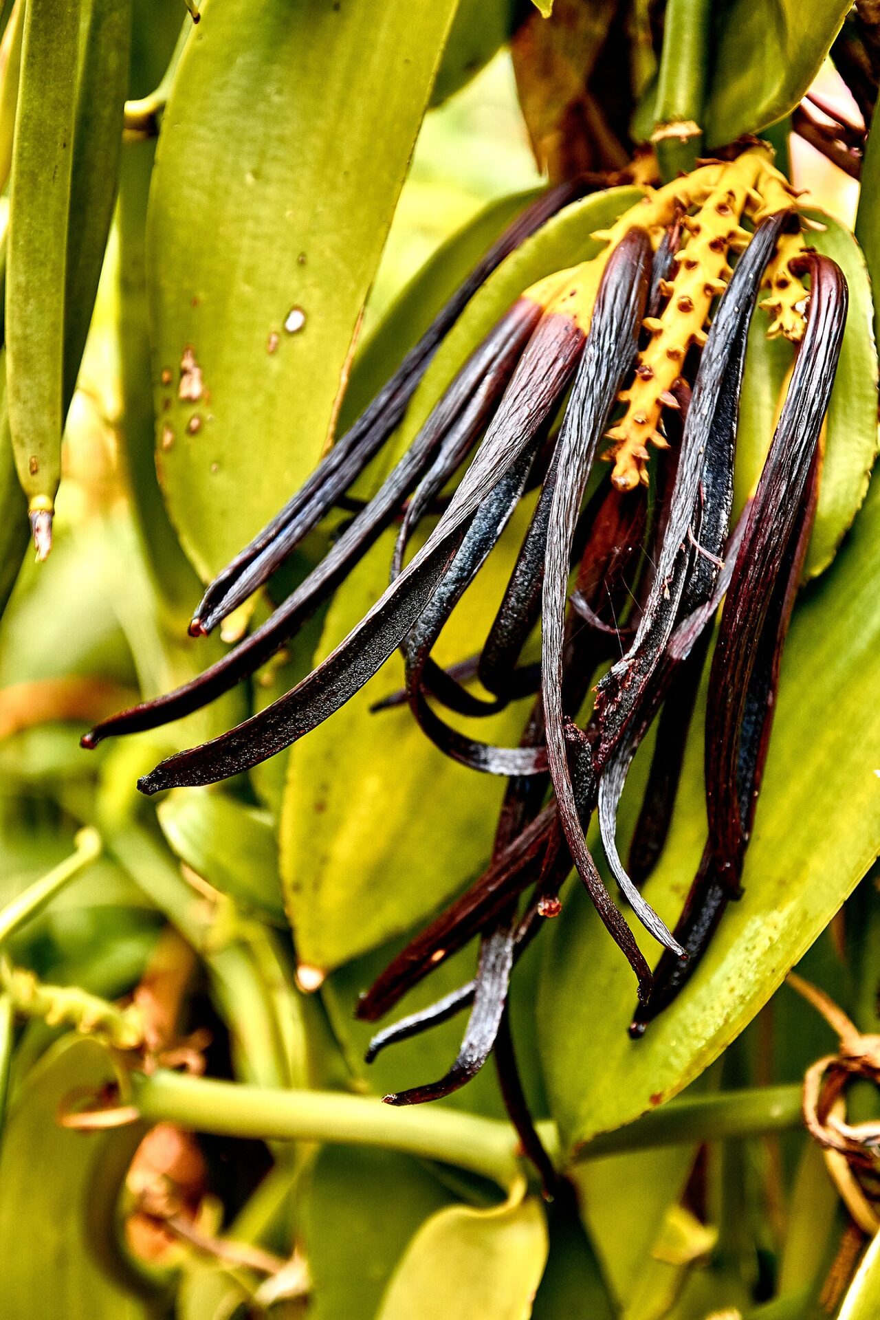 Reunion Island vanilla pods