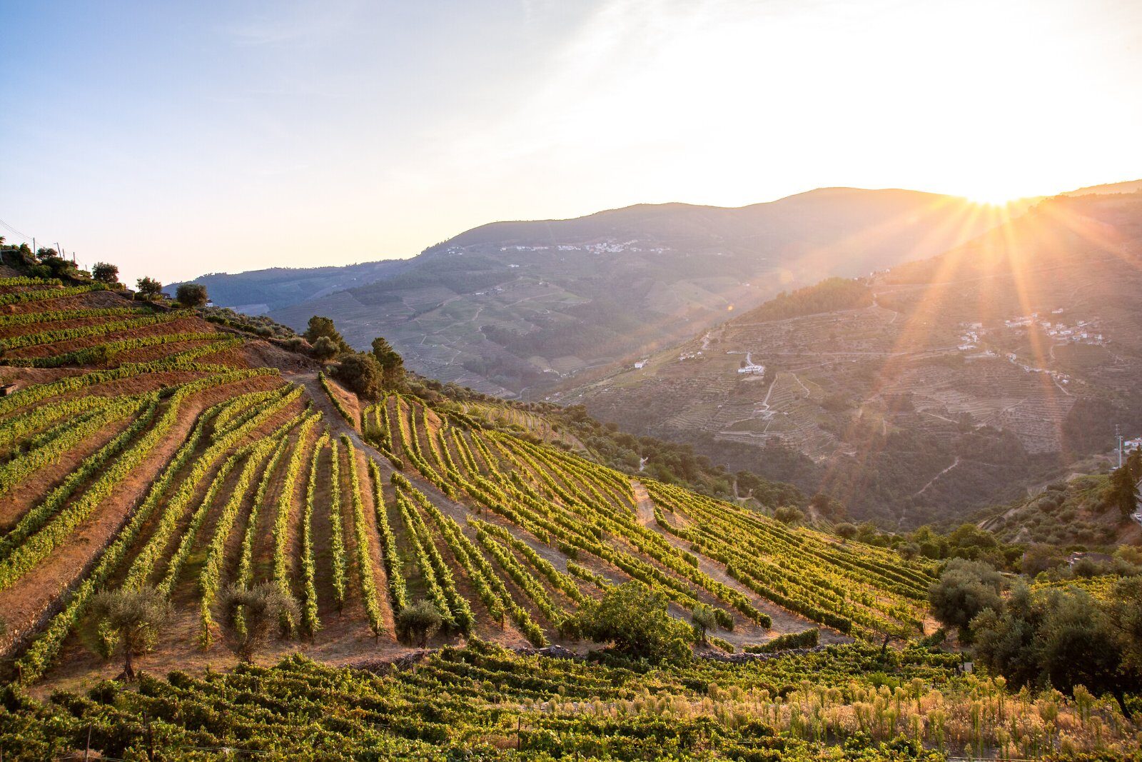 Terraced vineyards of the Douro Valley