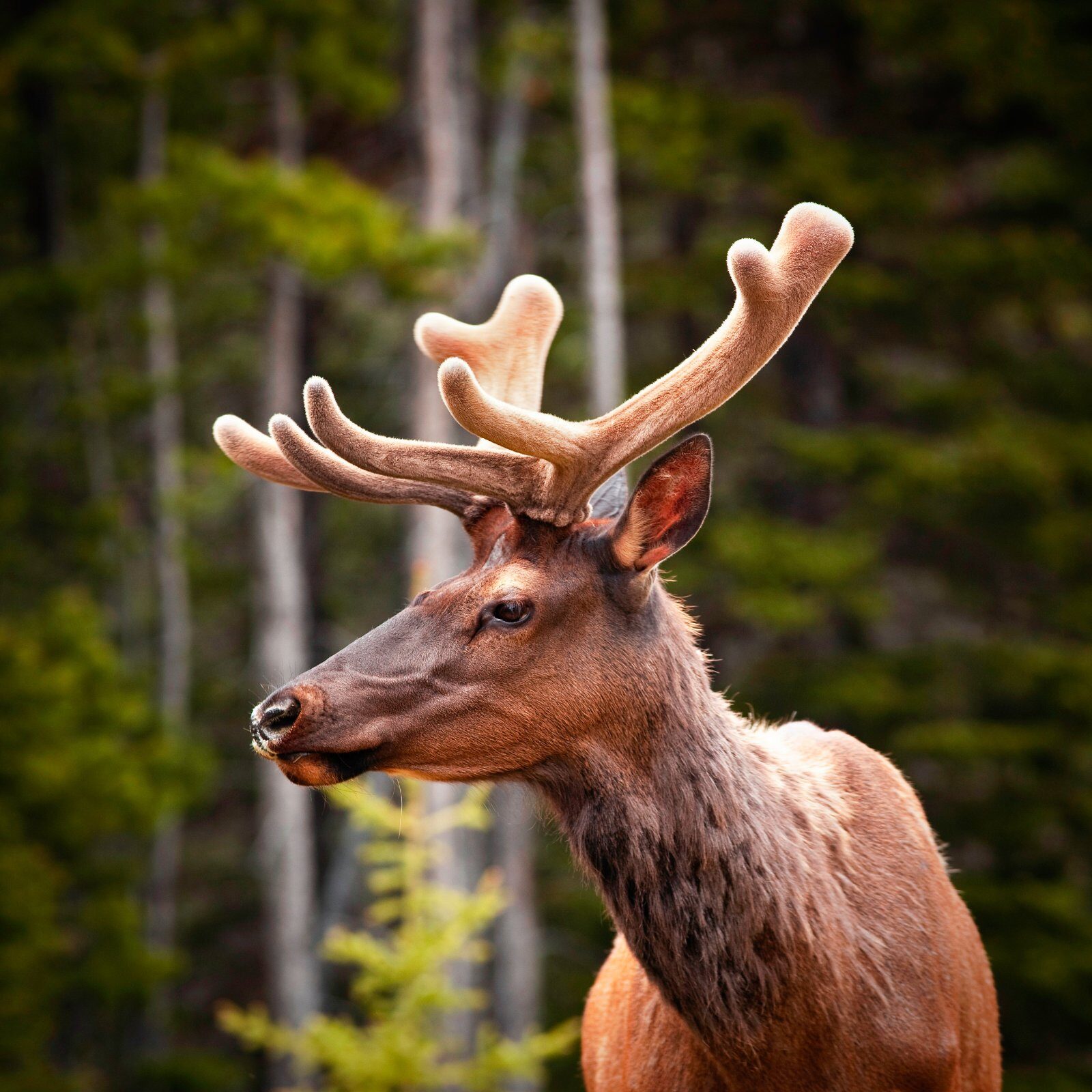 Antlered deer in the Canadian forest