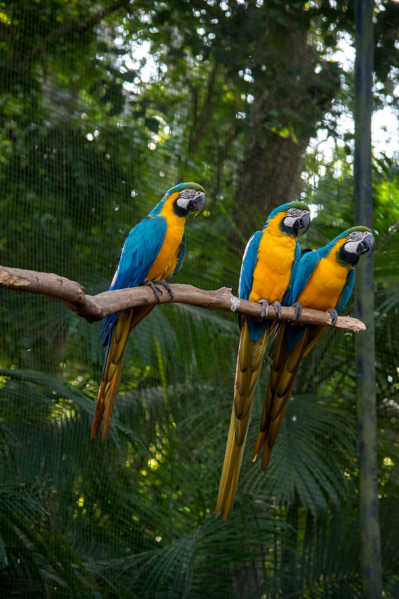 Blue-and-yellow macaws in the Iguazú forest