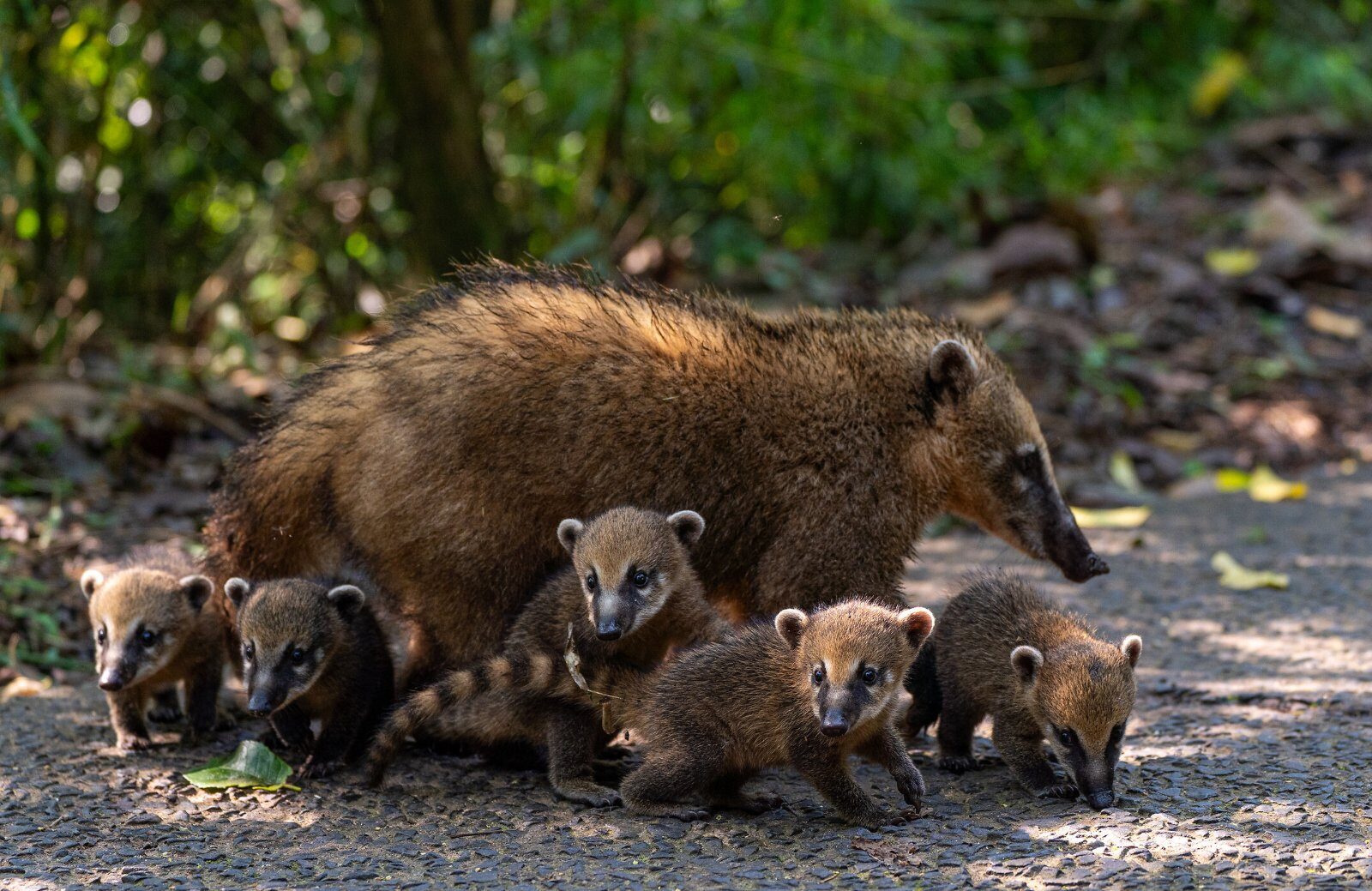Coatis by an Iguazú trail