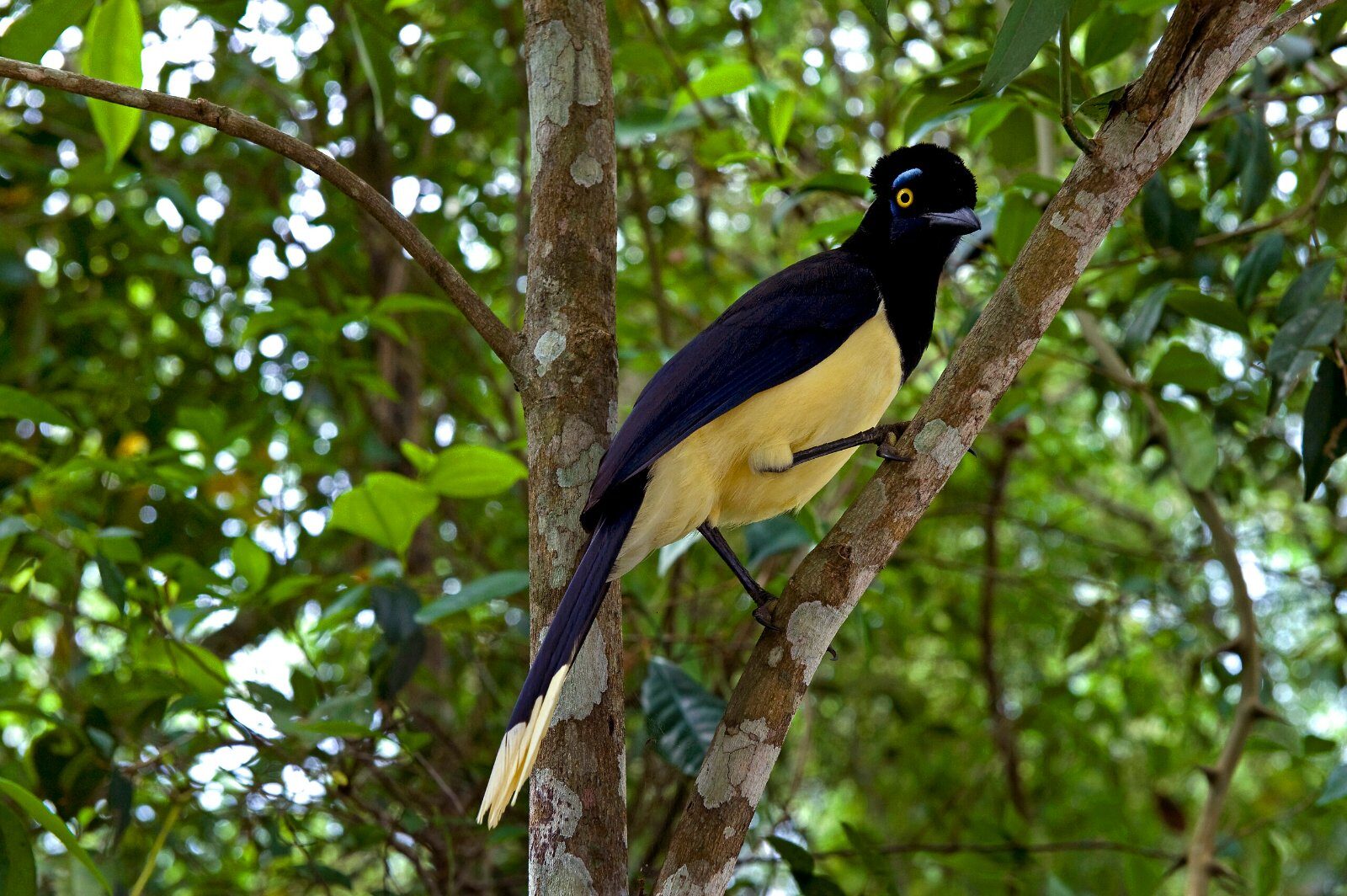 Tropical bird in the Iguazú Atlantic forest