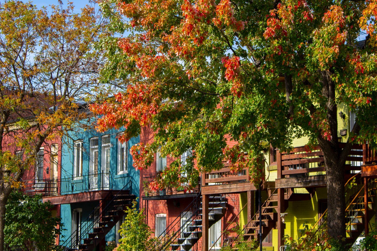 Houses and maples in autumn colours in Montreal