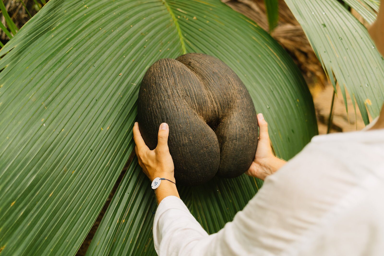 Coco de mer, the giant nut of Praslin