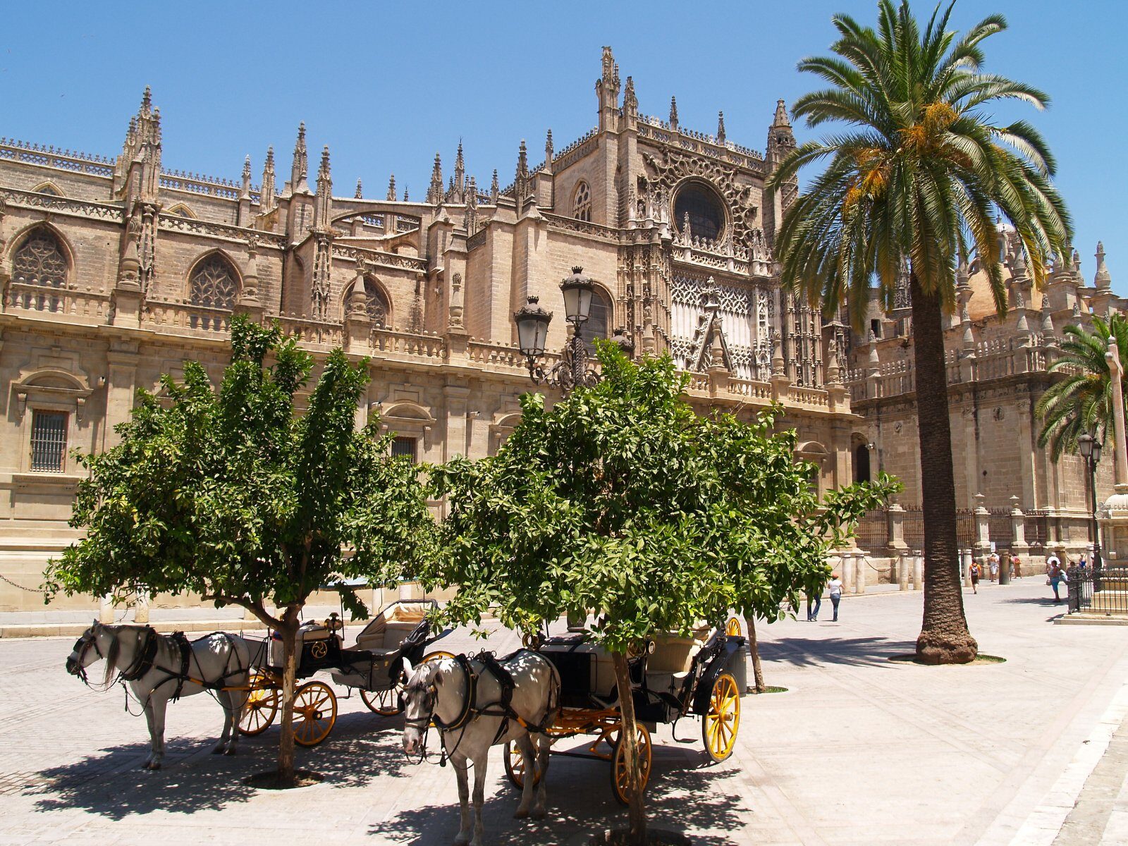 Seville Cathedral and a horse carriage under the palms