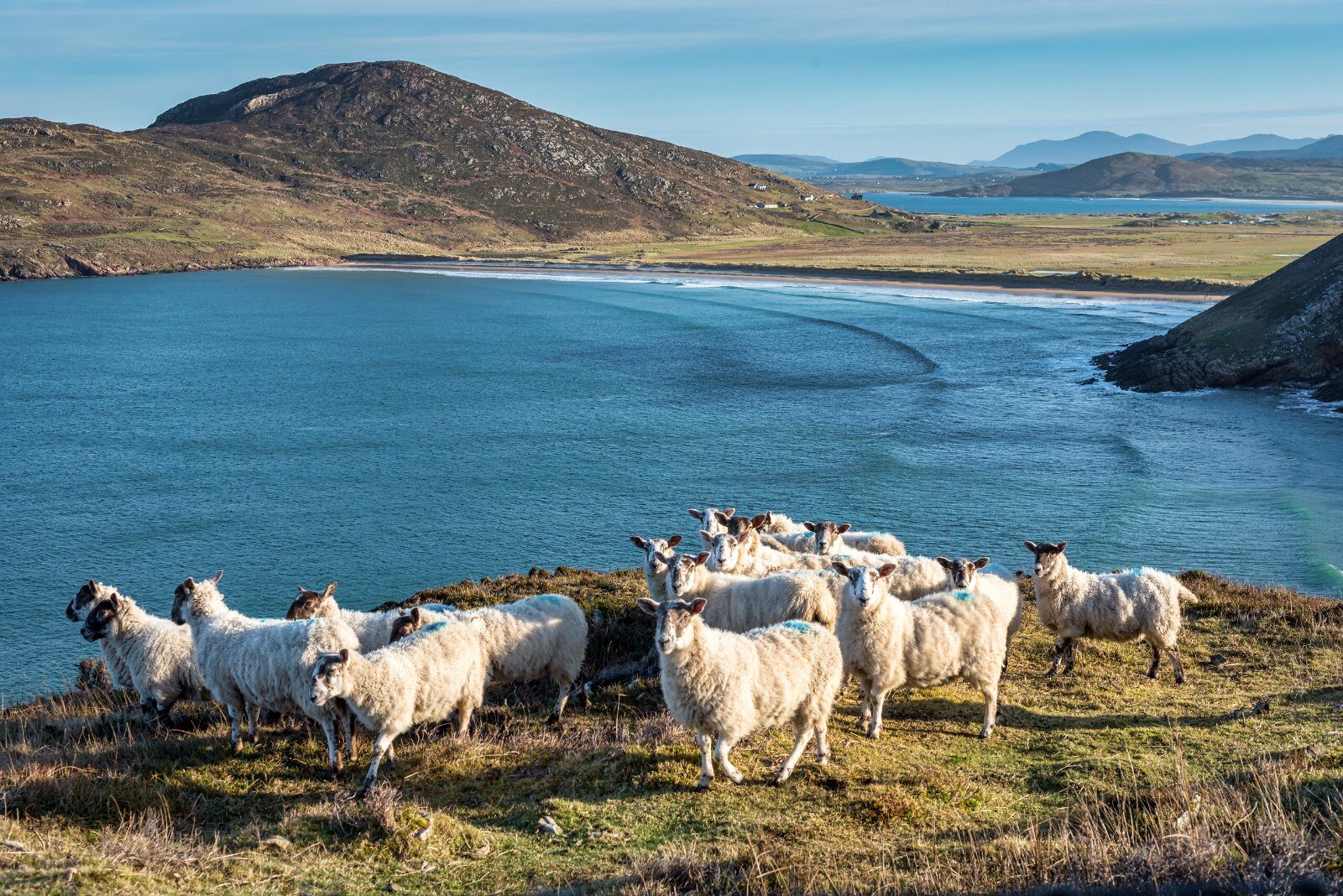 Sheep by a lake in Ireland