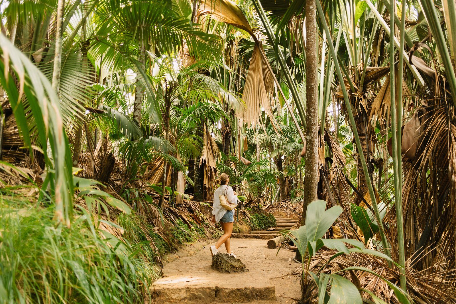Trail through the Seychelles rainforest
