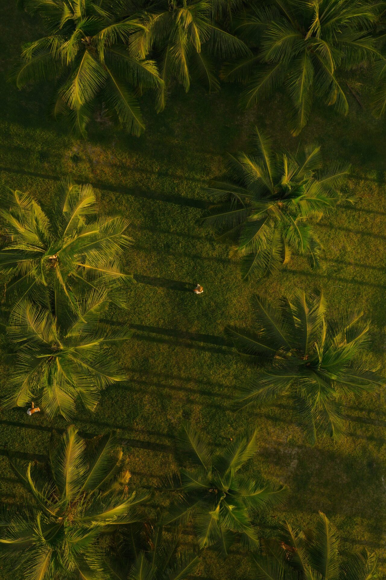 Lush vegetation of the Seychelles