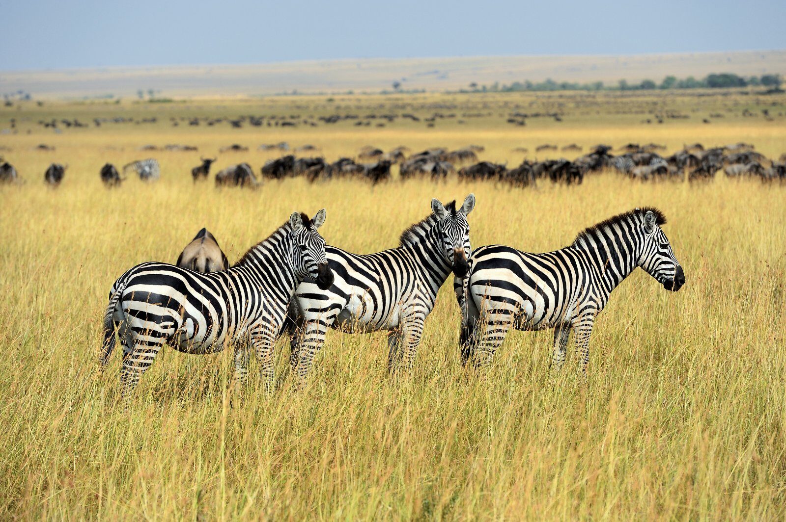 Zebras on the Tanzanian savannah