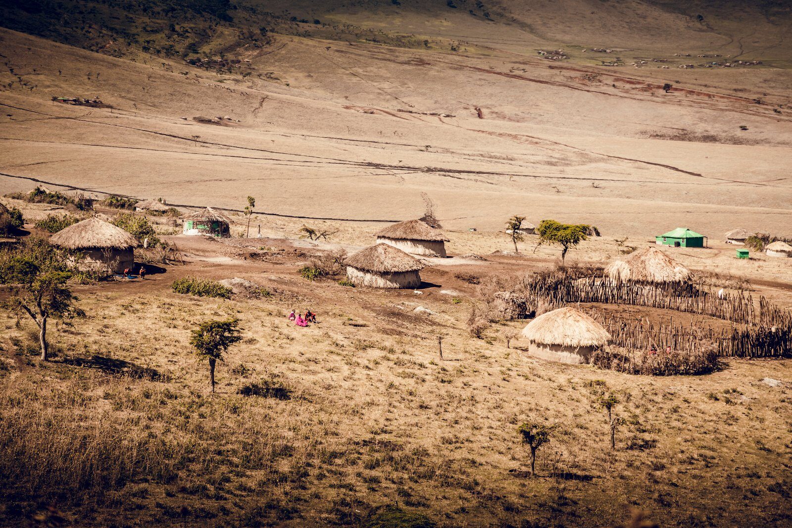 Herd on the plains of Tanzania