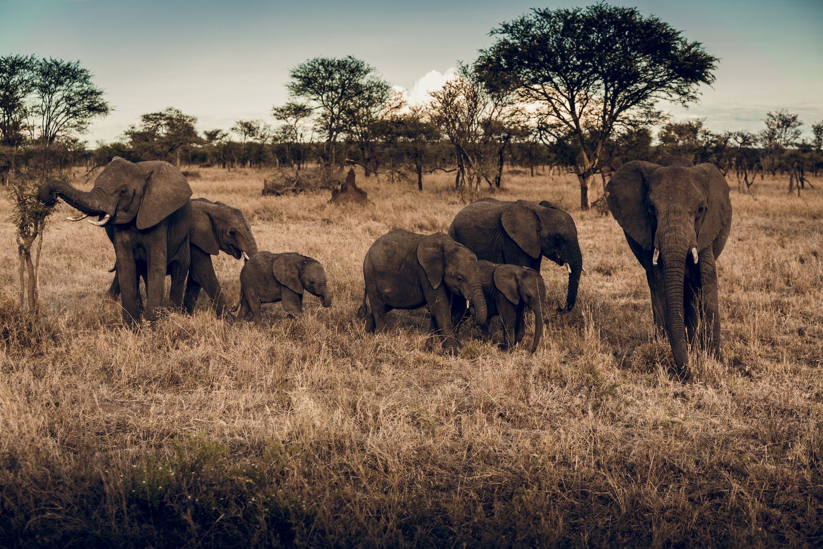 Family of elephants on the Tanzanian savannah