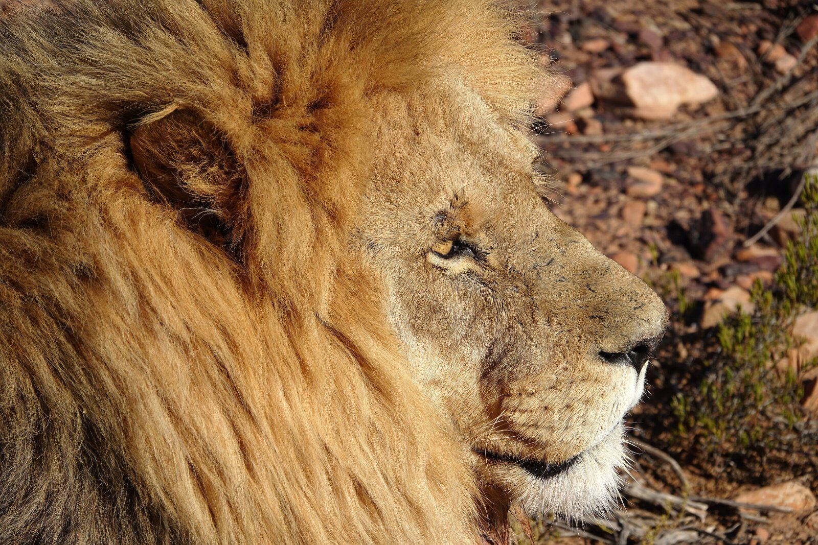 Lion resting on the South African savannah