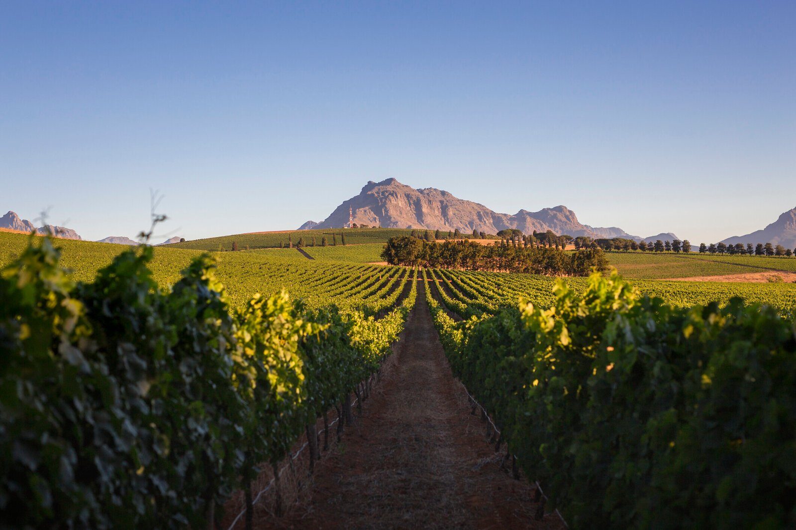 Vineyards of the Cape region