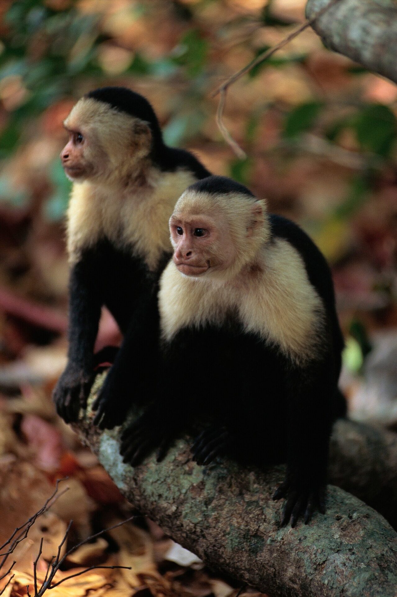 Capuchin monkeys in the Costa Rican forest