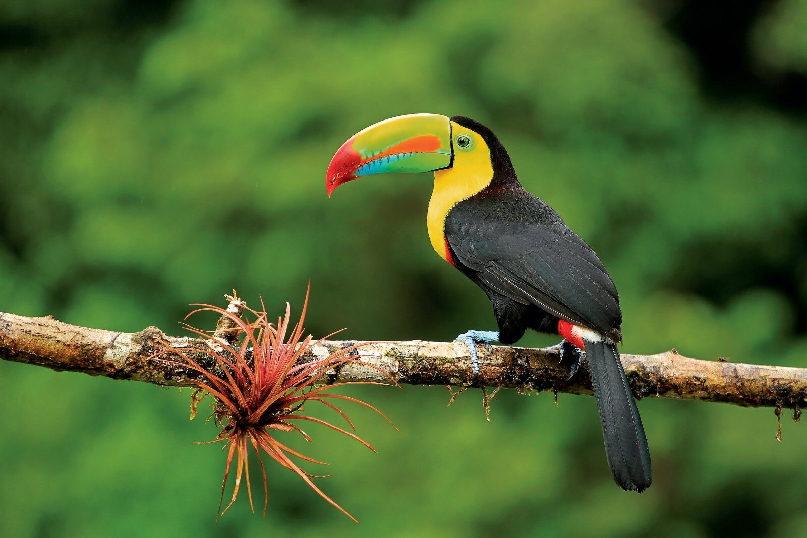 Toucan perched on a branch