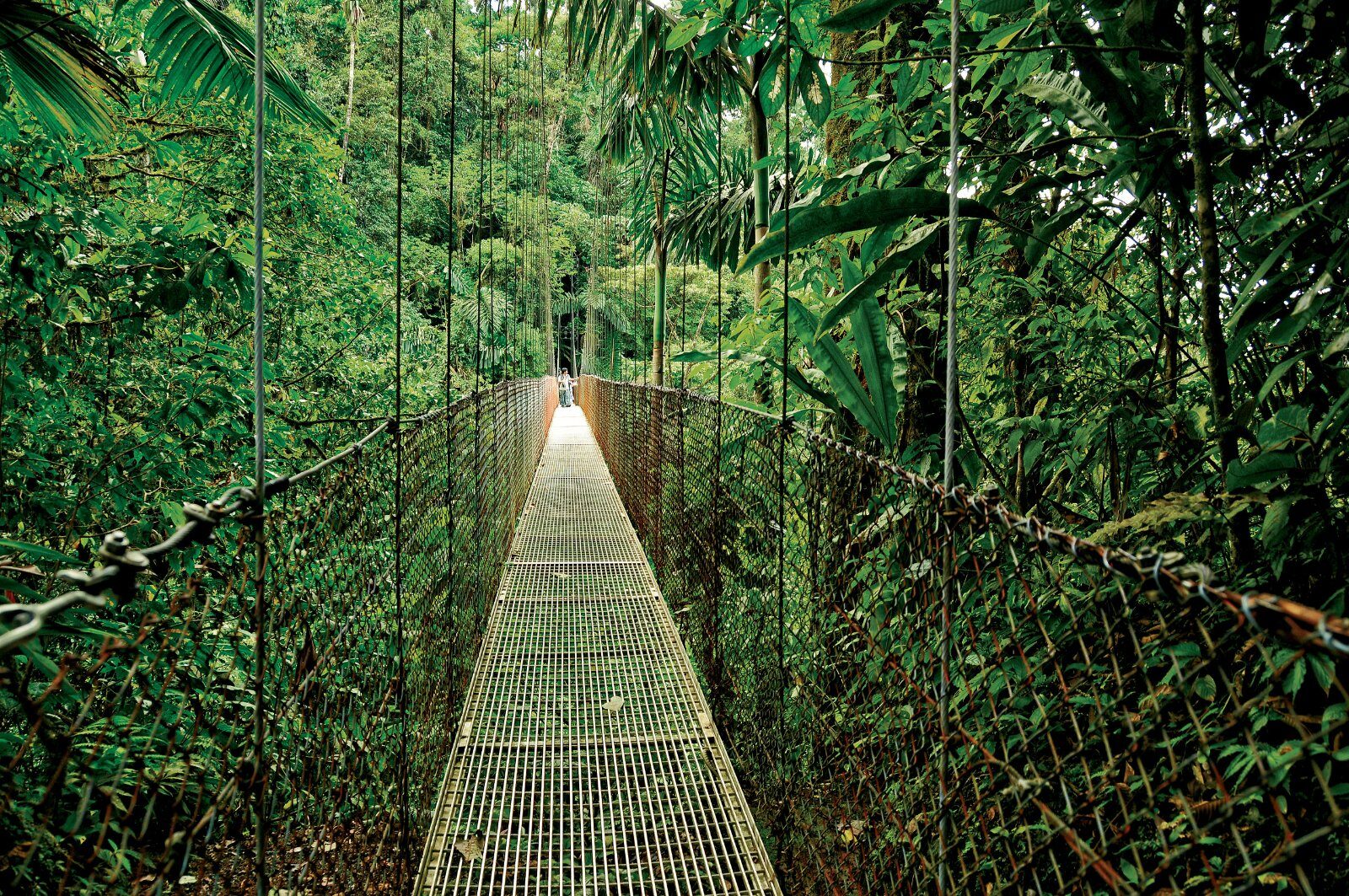 Hanging bridge in the Costa Rican rainforest