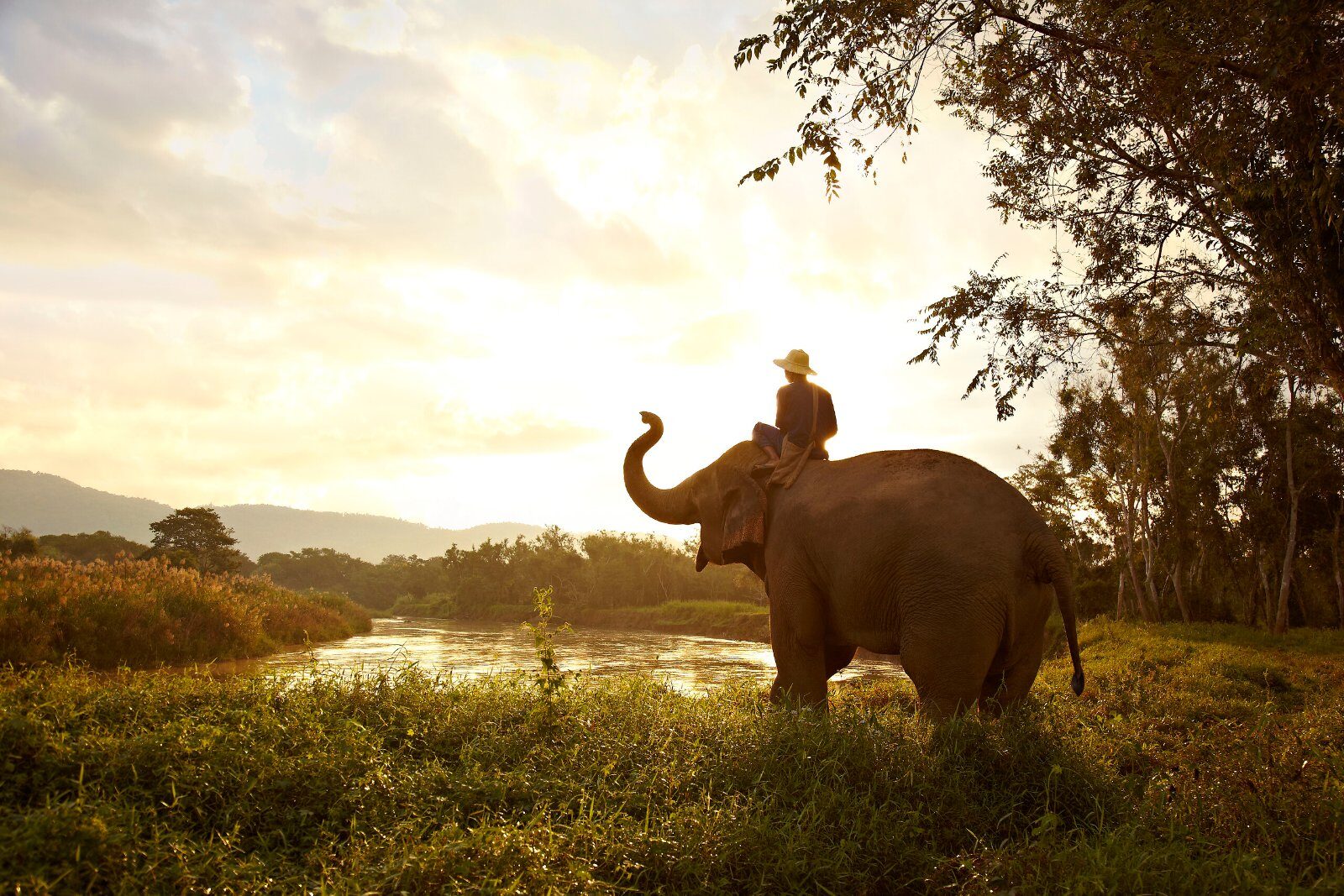 Elephant in the Thai countryside