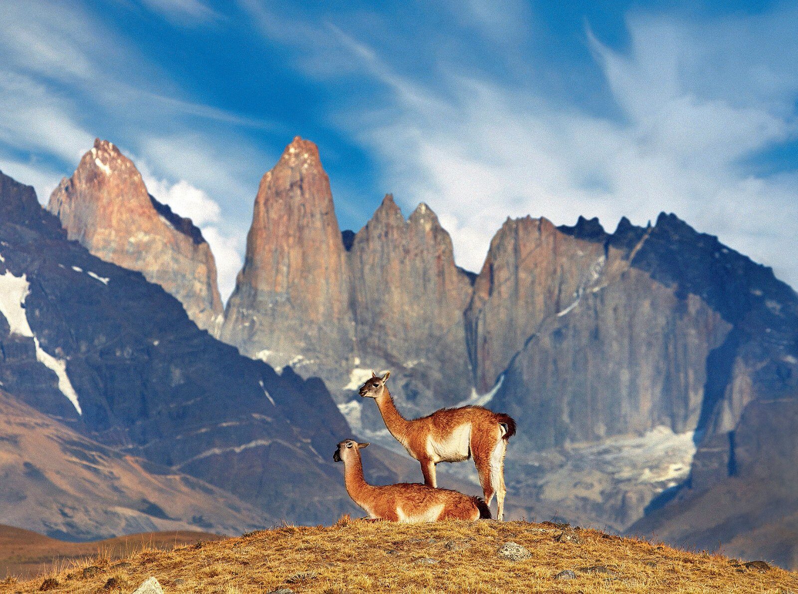 Guanaco before the towers of Torres del Paine park
