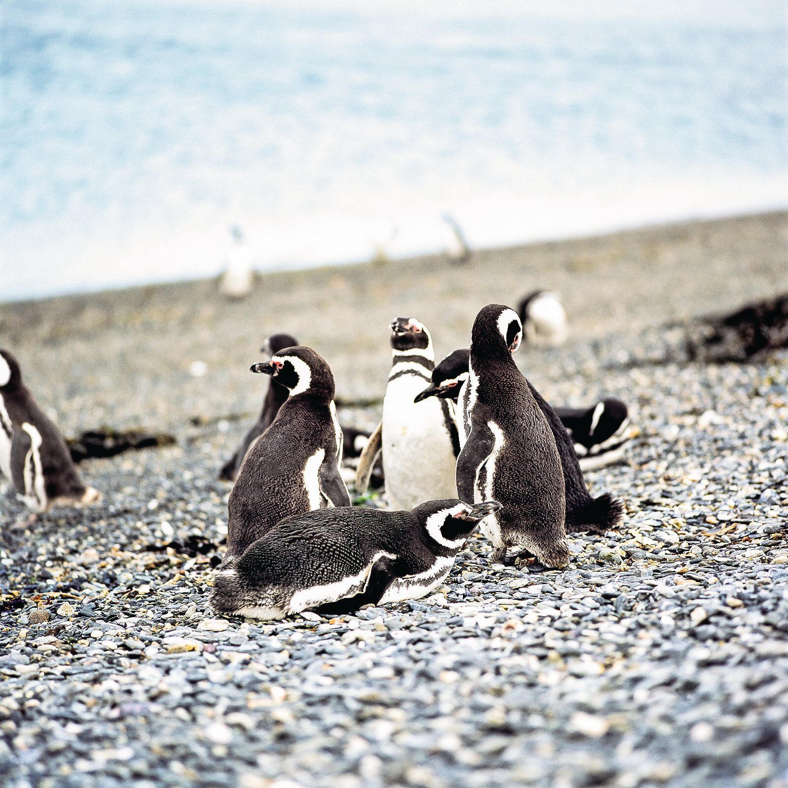 Magellanic penguins in Patagonia