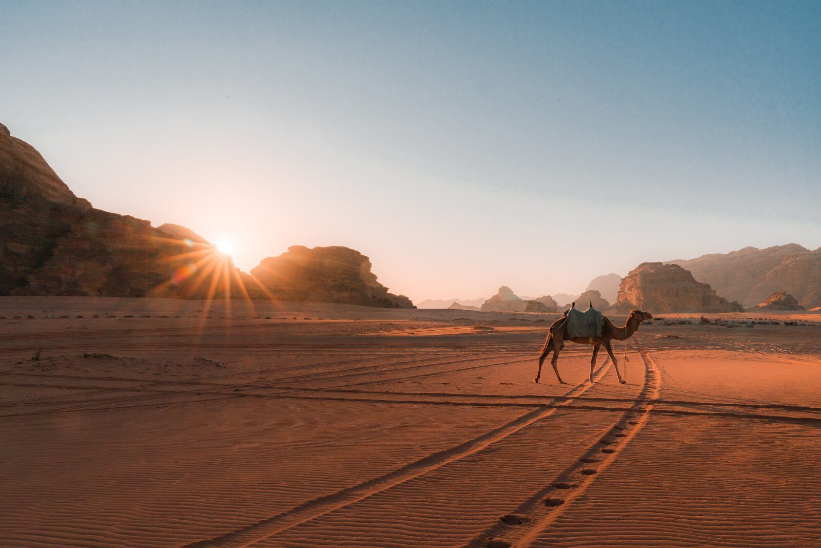 Camel in the Wadi Rum desert at sunset
