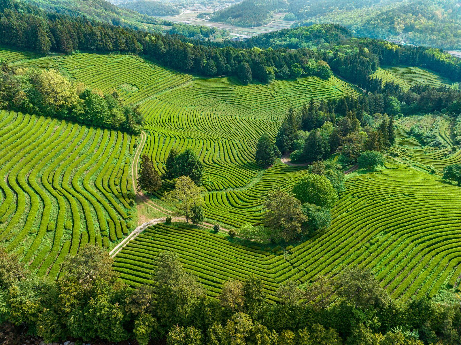 Terraced tea plantations in South Korea