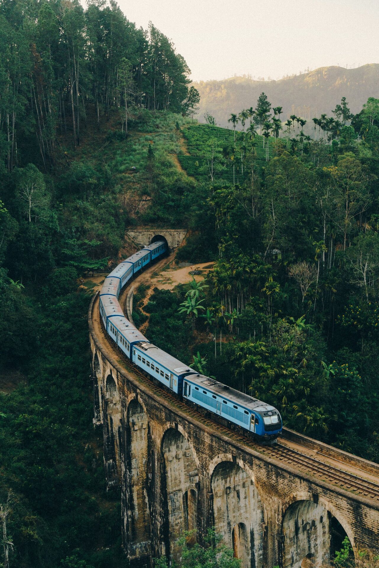 Tropical forest in the Sri Lankan highlands