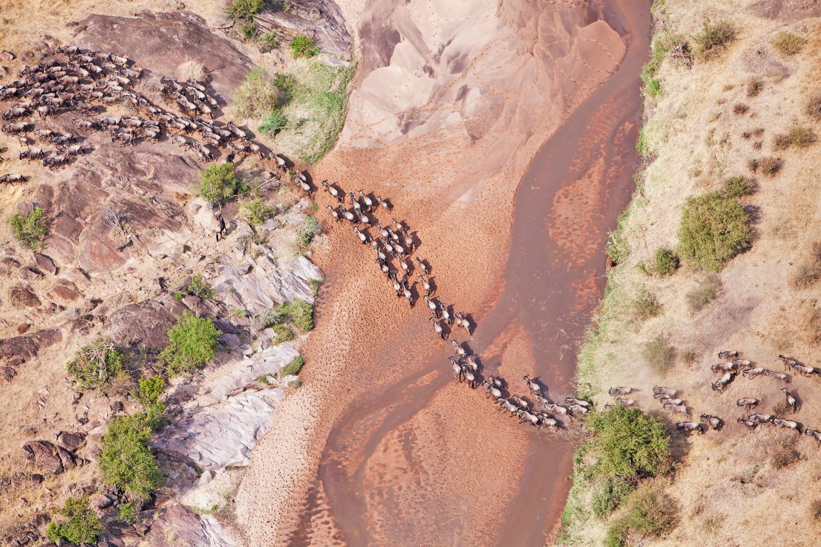 Herd crossing the Kenyan savannah from above