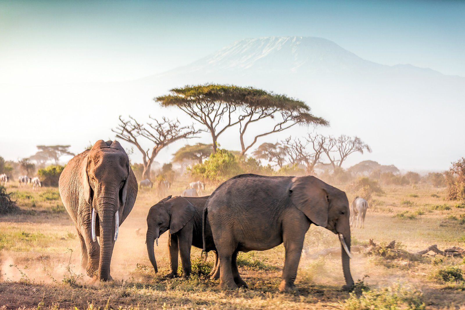 Elephants at the foot of Kilimanjaro