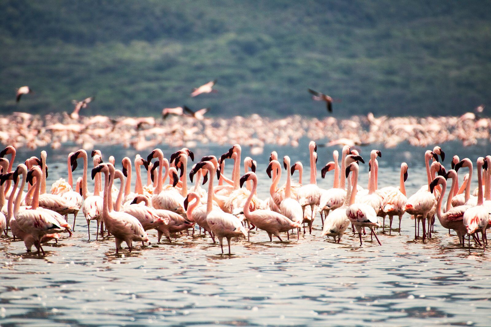 Pink flamingos on a Kenyan lake