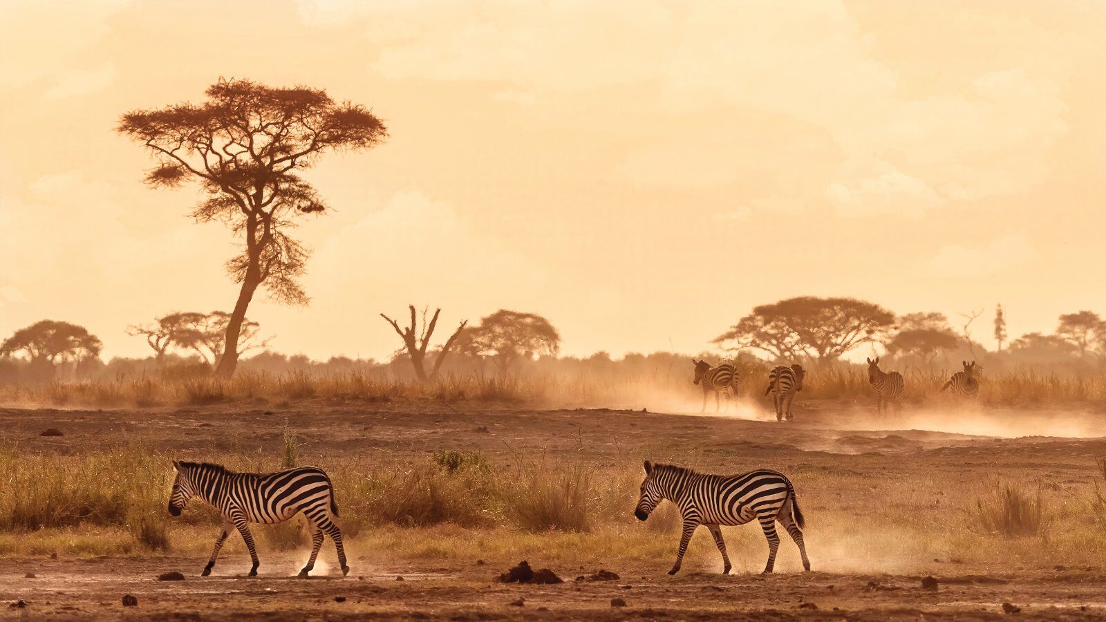 Zebras under an acacia at sunset