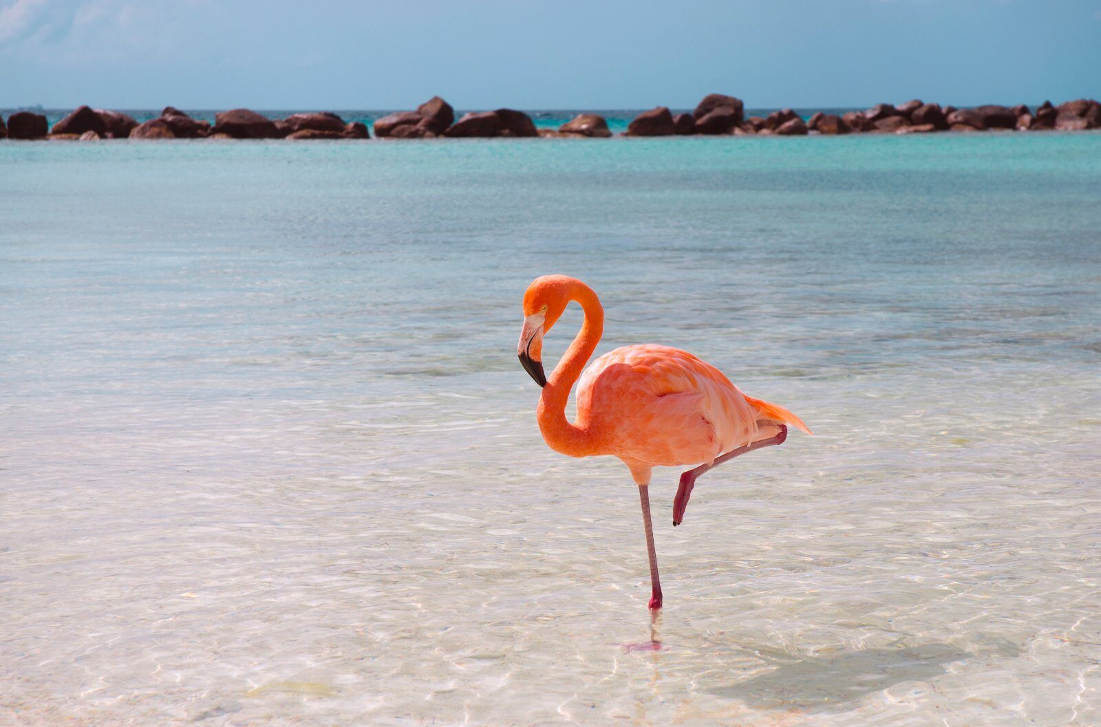 Flamant rose dans l