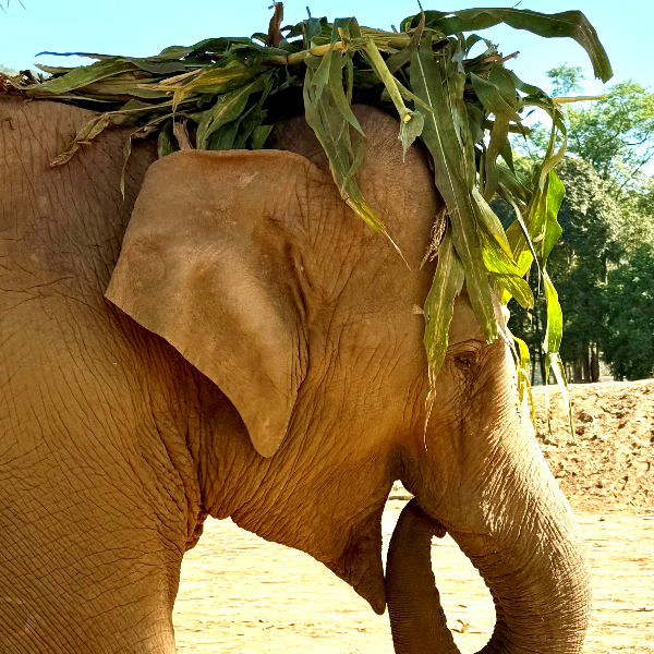 Éléphant se fabricant un chapeau à Elephant Nature Park, Chiang Mai, Thailande
