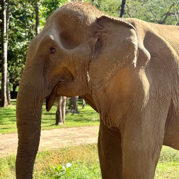 Refuge d'élephants, Chiang Mai, Thailande
