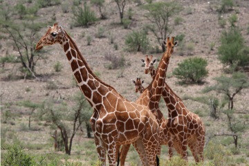 Girafes dans les plaines du Kenya