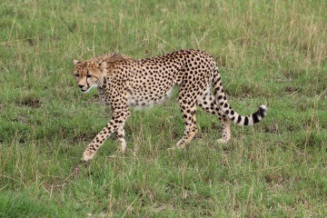 Guépard au Kenya