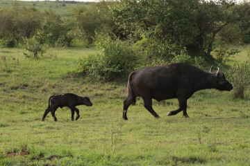 Kenya-Buffle et son nouveau né
