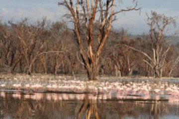 Kenya-Flamands roses