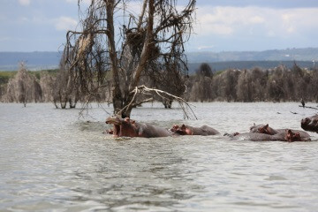Kenya-Hippopotame-lac-Naivasha